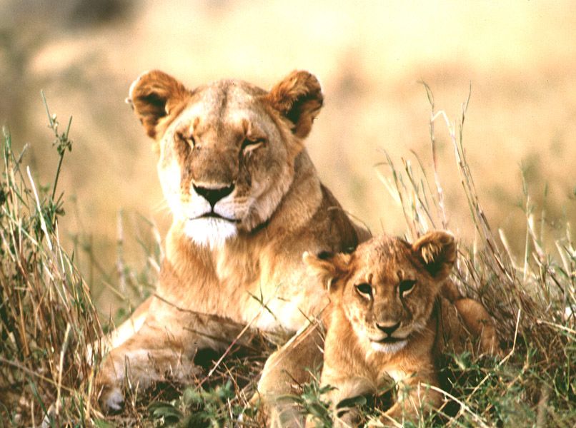 Lion Mother & Cub - Serengeti